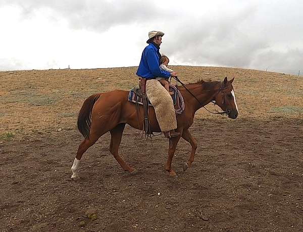 horsemanship-appendix-horse