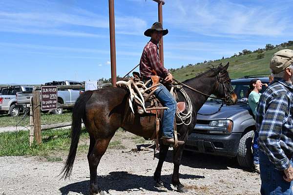 brown-all-around-horse