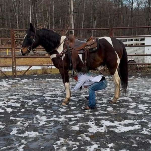 bay-overo-trail-trail-riding-horse