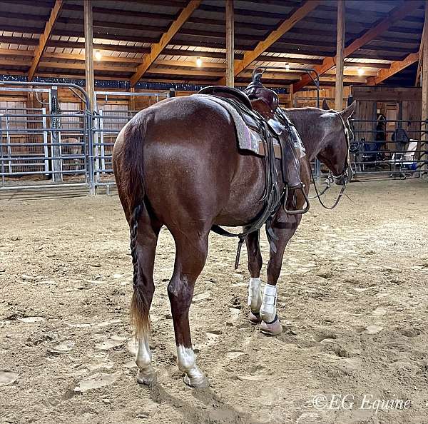 barrel-quarter-horse