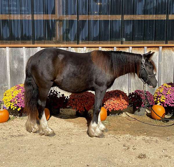 all-around-gypsy-vanner-horse