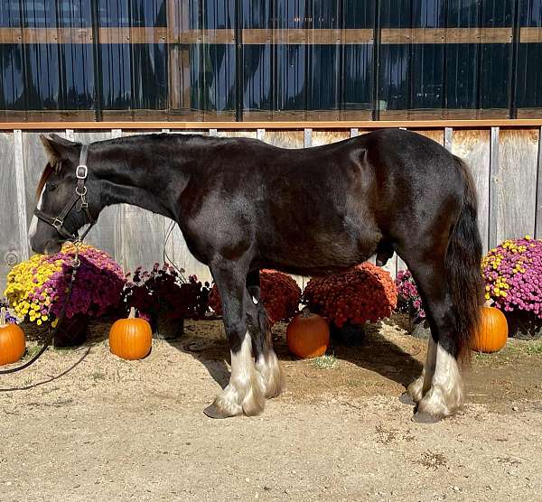 athletic-gypsy-vanner-horse