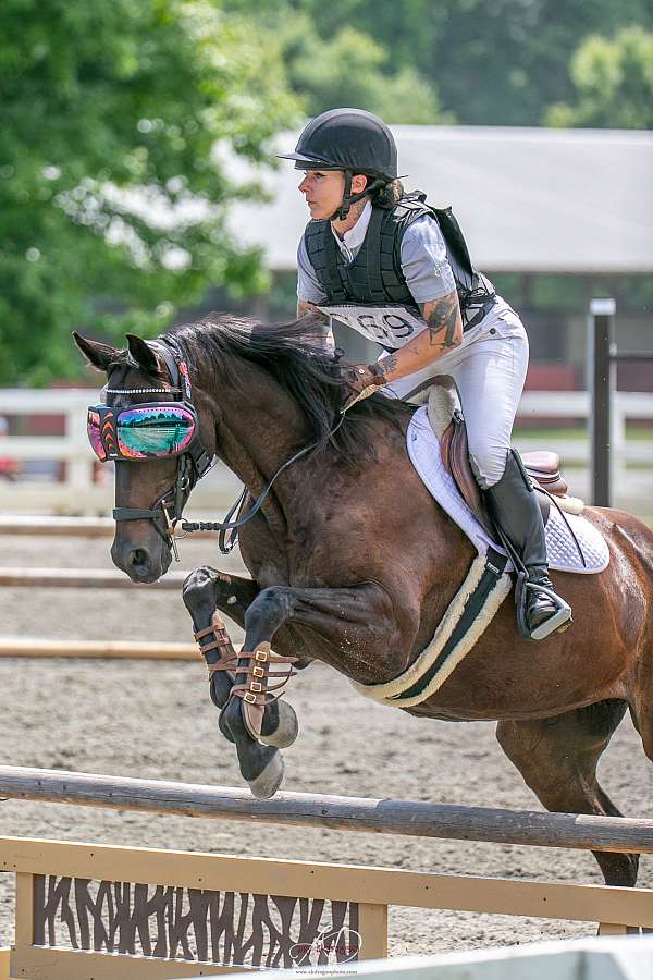 15-hand-akhal-teke-mare