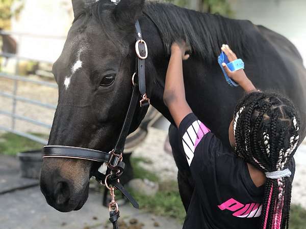 black-akhal-teke-mare