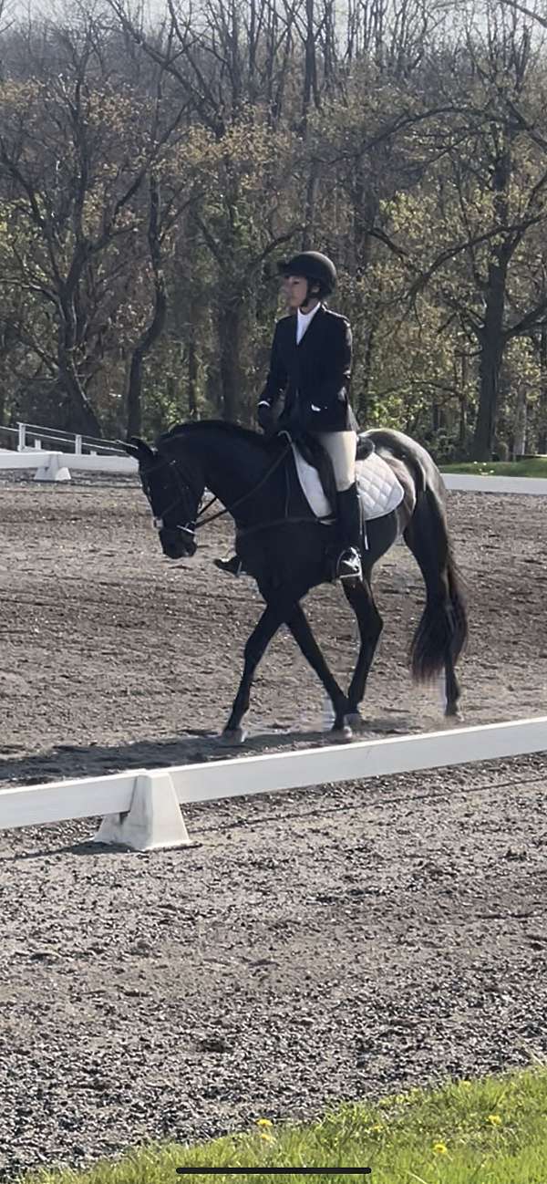 black-akhal-teke-for-sale