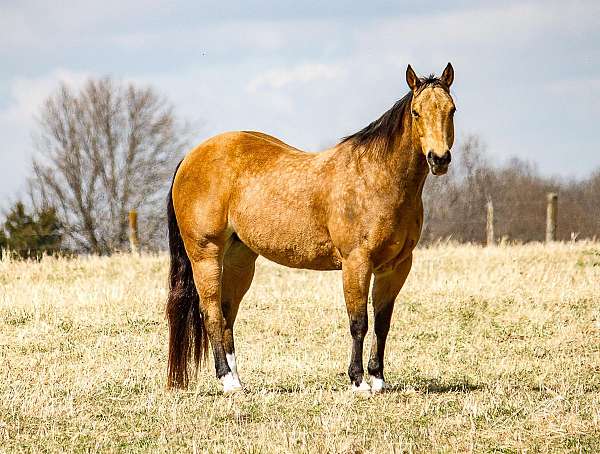 buckskin-therapy-horse