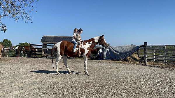 barrel-trail-training-family-horse-paint