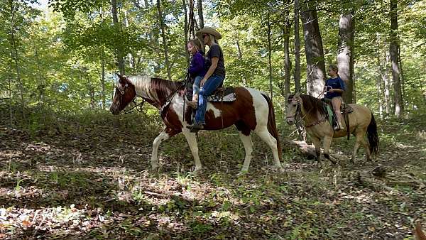 well-broke-registered-paint-mare