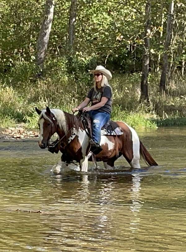 barrel-trail-training-family-horse-mare