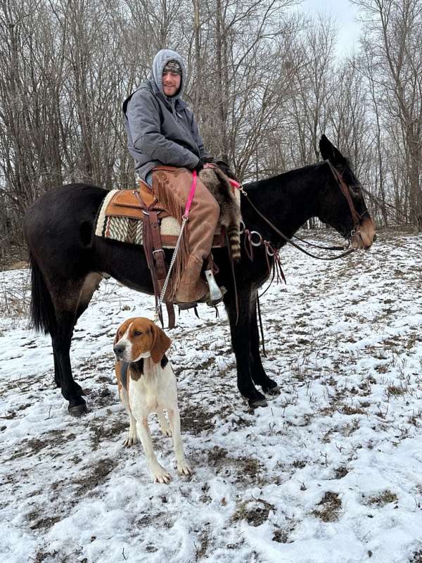 trail-riding-mule