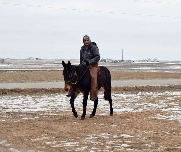 western-riding-mule