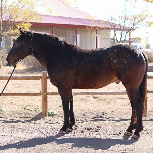 trail-appaloosa-percheron-horse