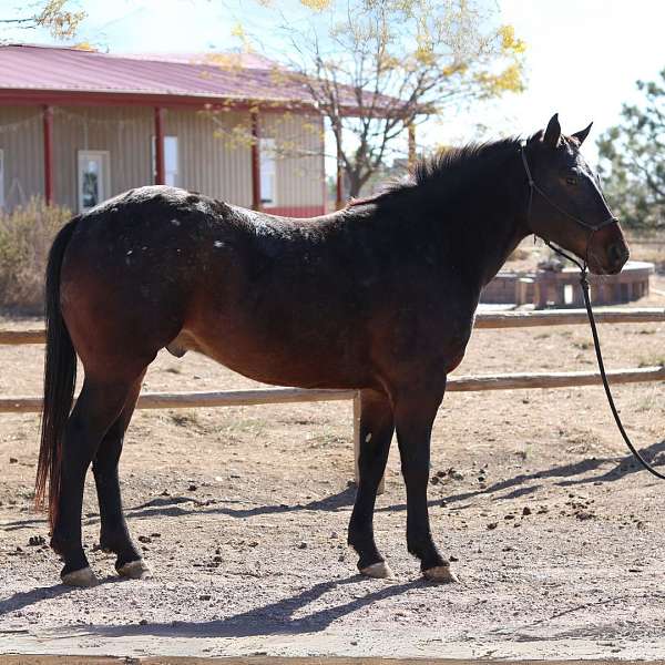 western-family-gelding