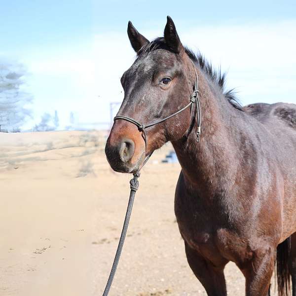 lessons-appaloosa-percheron-horse