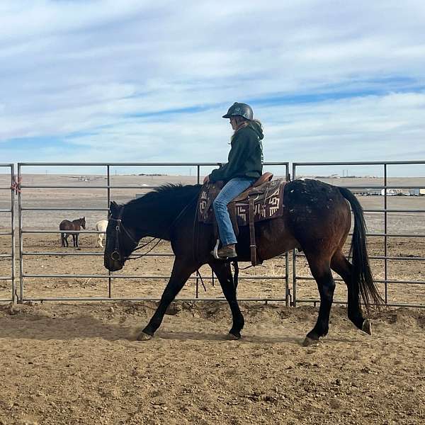 all-around-appaloosa-percheron-horse