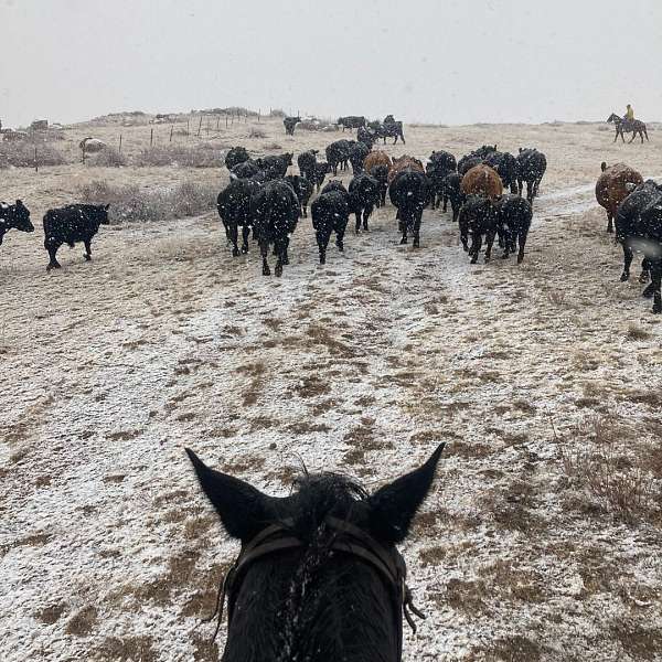 cross-trail-appaloosa-percheron-horse