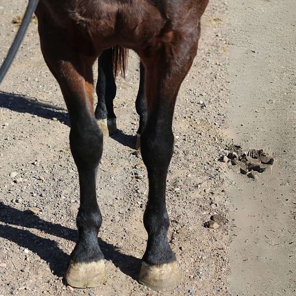 western-family-appaloosa-percheron-horse