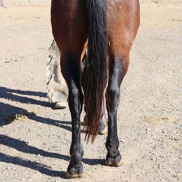 black-appaloosa-percheron-gelding