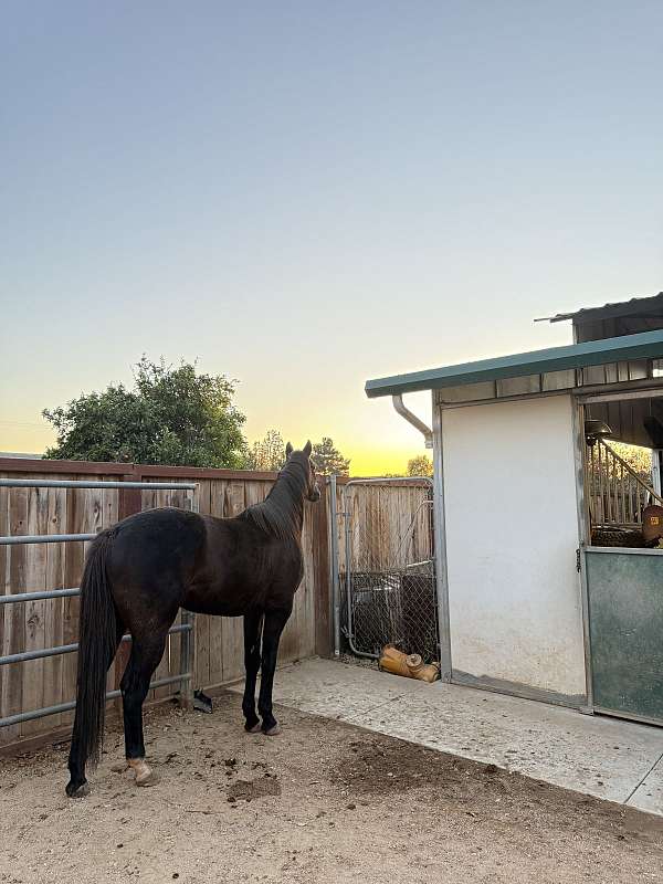 thoroughbred-gelding