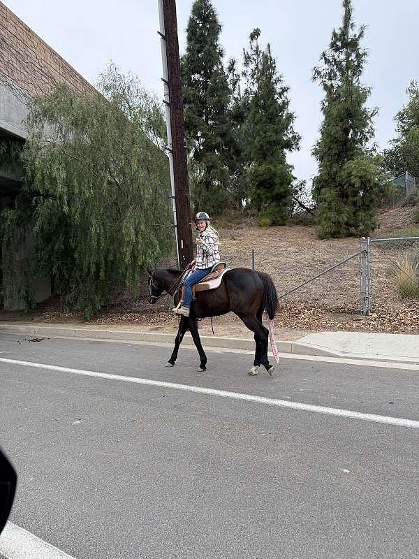 working-quarter-horse-thoroughbred-horse