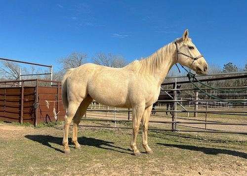 country-quarter-horse