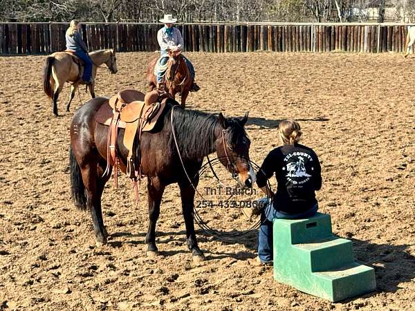 cow-bred-quarter-pony