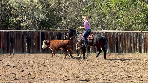 cute-gelding-quarter-pony