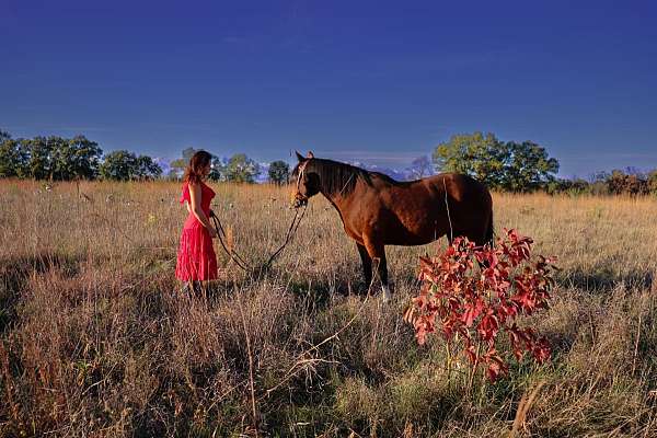 roan-sorrel-beginner-horse