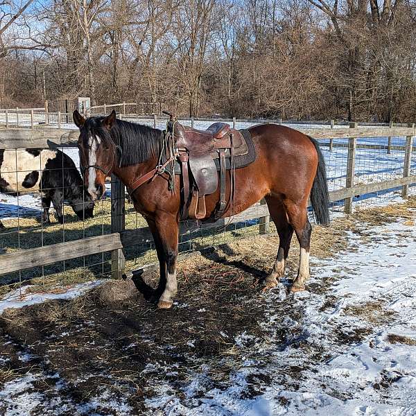 roan-sorrel-paint-quarter-horse-gelding-mare