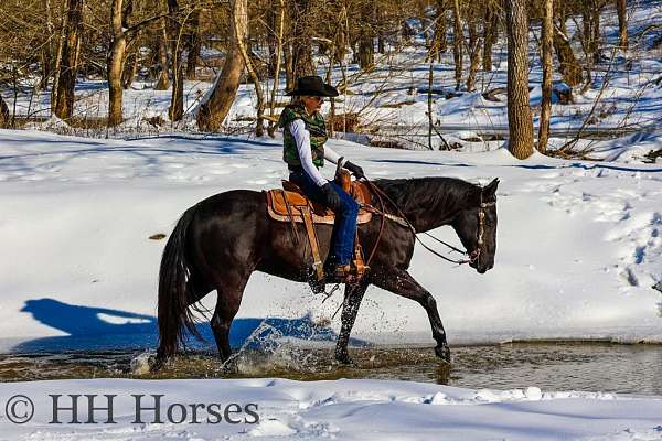 drill-team-quarter-horse