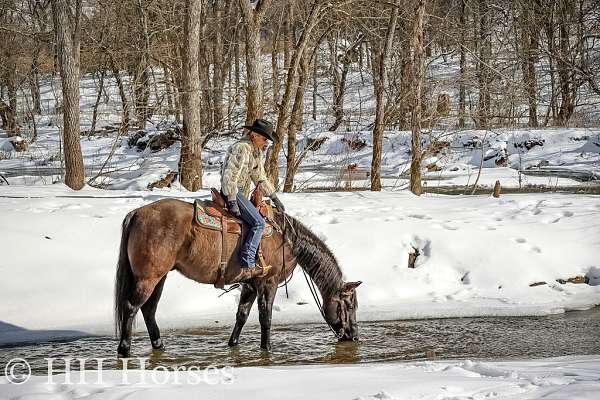 all-around-quarter-horse