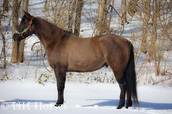 athletic-quarter-horse