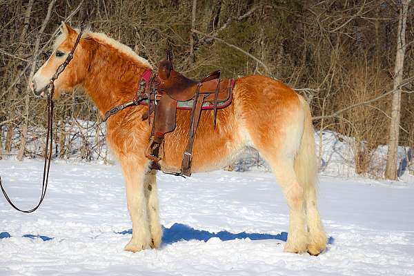 trail-class-competi-haflinger-horse