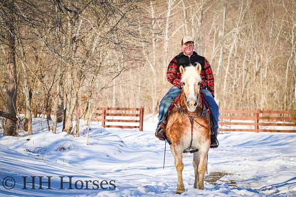 all-around-haflinger-horse