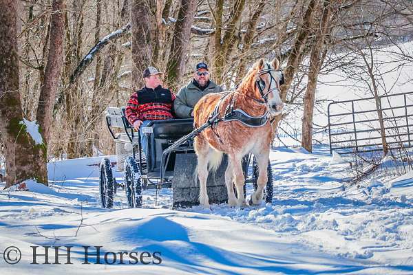 athletic-haflinger-horse