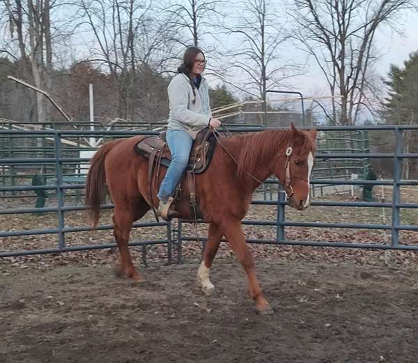 arabian-gelding