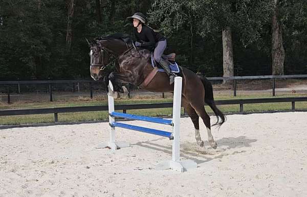 gov-warmblood-gelding