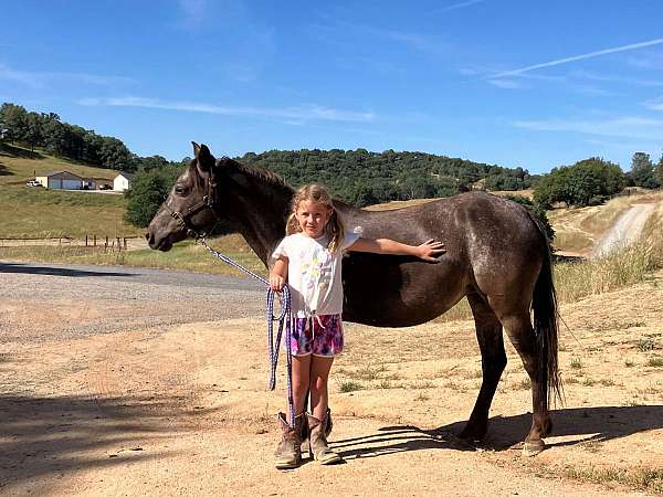 companion-colt-foal