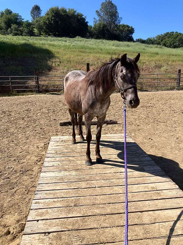 lesson-colt-foal