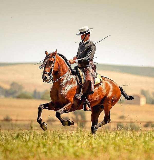 upper-level-dressage-andalusian-horse