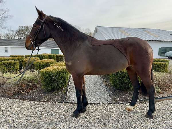 all-around-eventing-mustang-horse