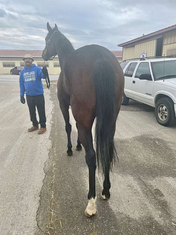 pleasure-driving-thoroughbred-horse