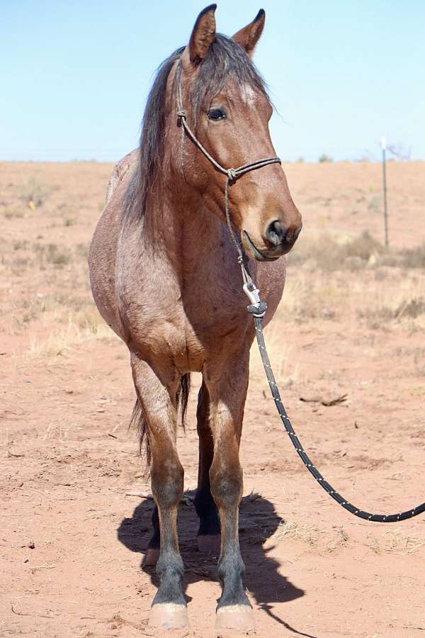 ranch-mustang-horse