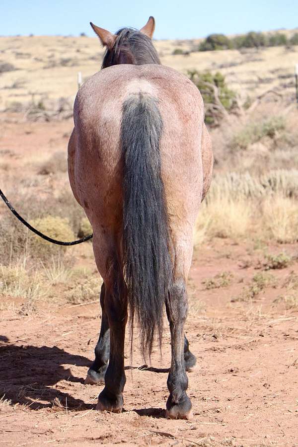 horsemanship-mustang-horse