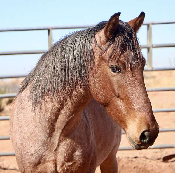 endurance-mustang-horse