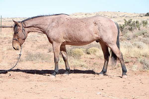 natural-horsemanship-training-mustang-horse