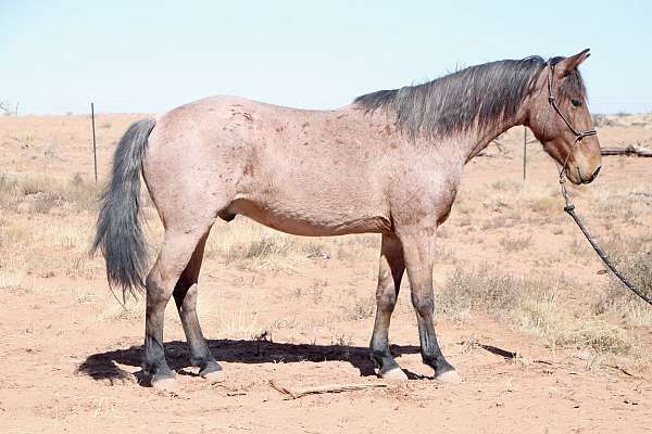 project-mustang-horse