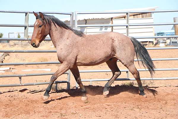 ranch-work-mustang-horse