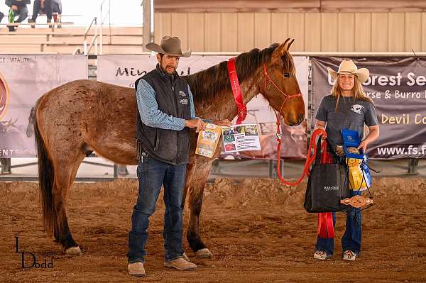 ridden-western-mustang-horse