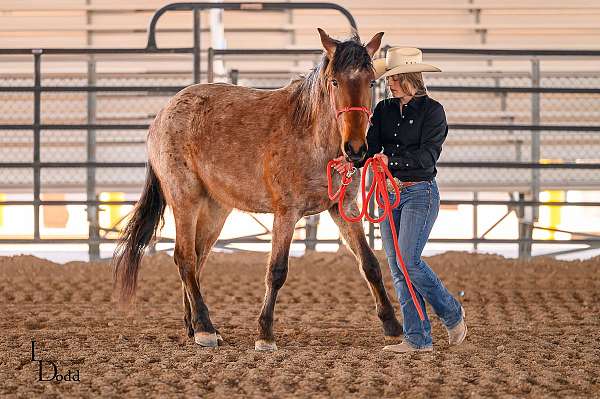 show-experience-mustang-horse